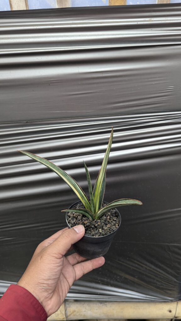 kaktus.id
