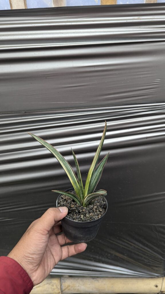kaktus.id