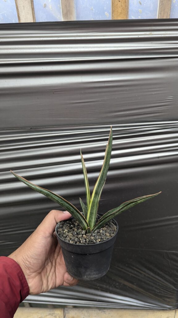 kaktus.id
