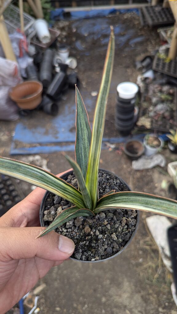 kaktus.id