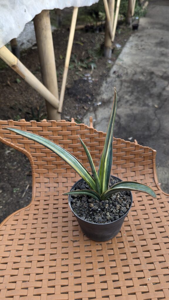 kaktus.id