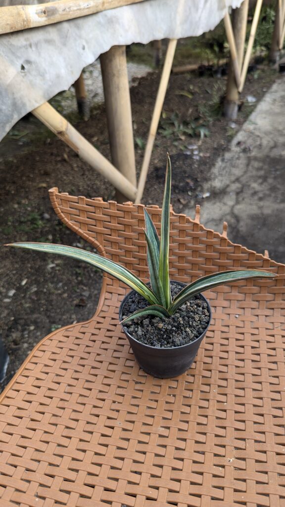 kaktus.id