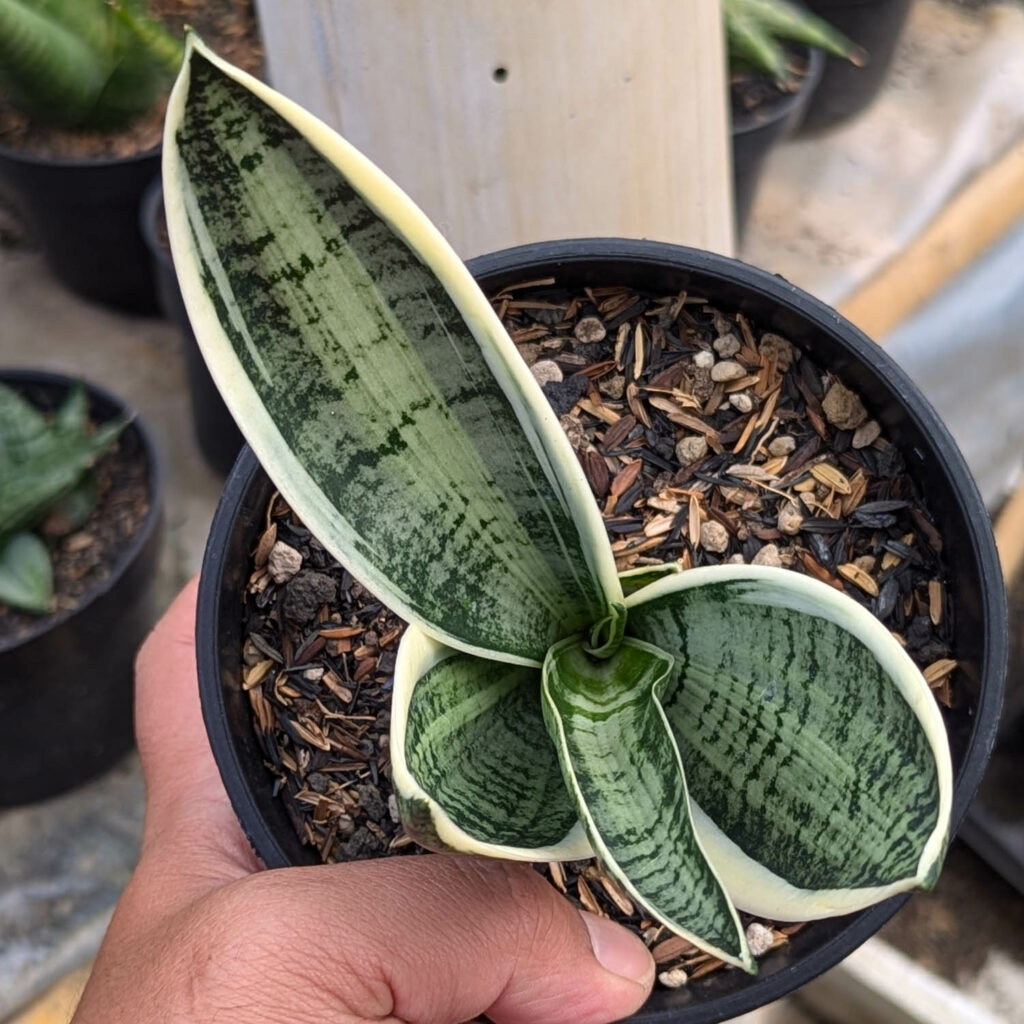 kaktus.id