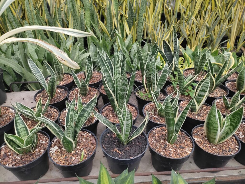 kaktus.id