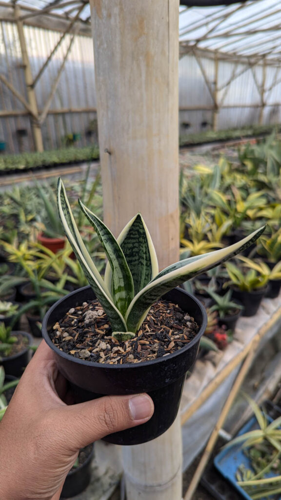 kaktus.id