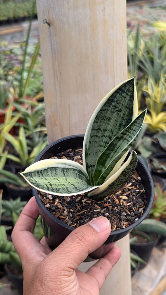 kaktus.id