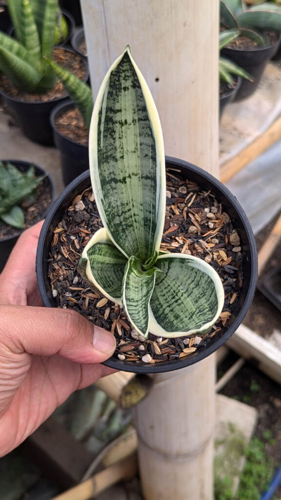 kaktus.id