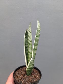 Sansevieria White Twisty, real gallery image #1 plants. Picture taken directly from kaktus.id community Sansevieria farmer green houses.