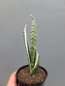 Sansevieria White Twisty, real gallery image #2 plants. Picture taken directly from kaktus.id community Sansevieria farmer green houses.