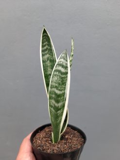 Sansevieria White Twisty, real gallery image #3 plants. Picture taken directly from kaktus.id community Sansevieria farmer green houses.