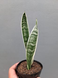 Sansevieria White Twisty, real gallery image #4 plants. Picture taken directly from kaktus.id community Sansevieria farmer green houses.