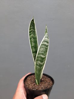 Sansevieria White Twisty, real gallery image #5 plants. Picture taken directly from kaktus.id community Sansevieria farmer green houses.