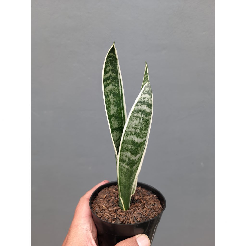 kaktus.id