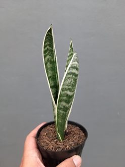 Sansevieria White Twisty, real gallery image #6 plants. Picture taken directly from kaktus.id community Sansevieria farmer green houses.