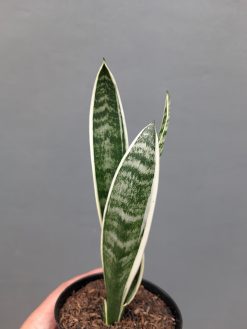Sansevieria White Twisty, real gallery image #7 plants. Picture taken directly from kaktus.id community Sansevieria farmer green houses.