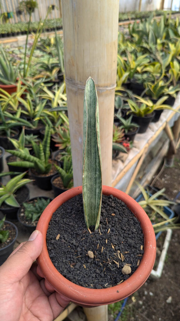 kaktus.id