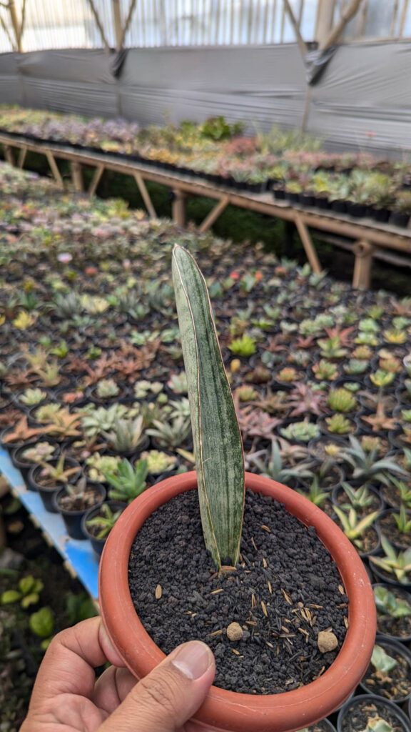 kaktus.id