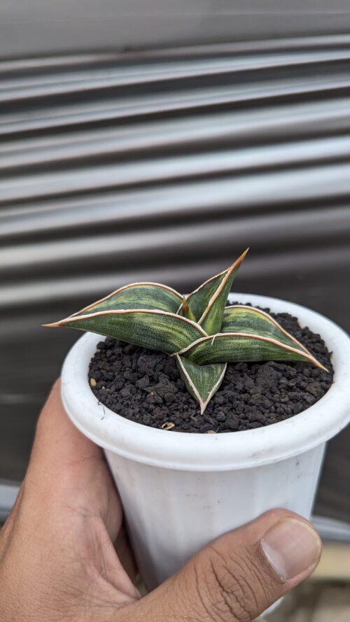 Sansevieria Black Pinguicula, real gallery image #9 plants. Picture taken directly from kaktus.id community Sansevieria farmer green houses.
