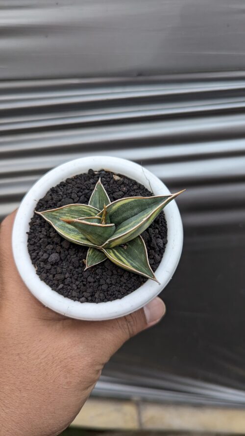 Sansevieria Black Pinguicula, real gallery image #7 plants. Picture taken directly from kaktus.id community Sansevieria farmer green houses.