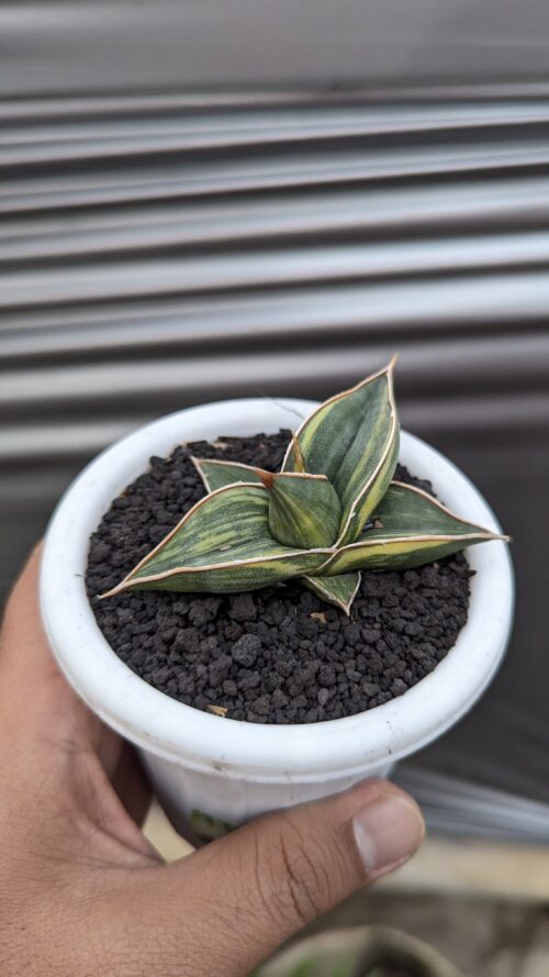 Sansevieria Black Pinguicula, real gallery image #5 plants. Picture taken directly from kaktus.id community Sansevieria farmer green houses.