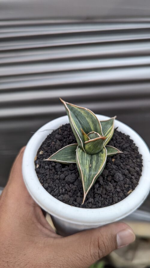 Sansevieria Black Pinguicula, real gallery image #3 plants. Picture taken directly from kaktus.id community Sansevieria farmer green houses.