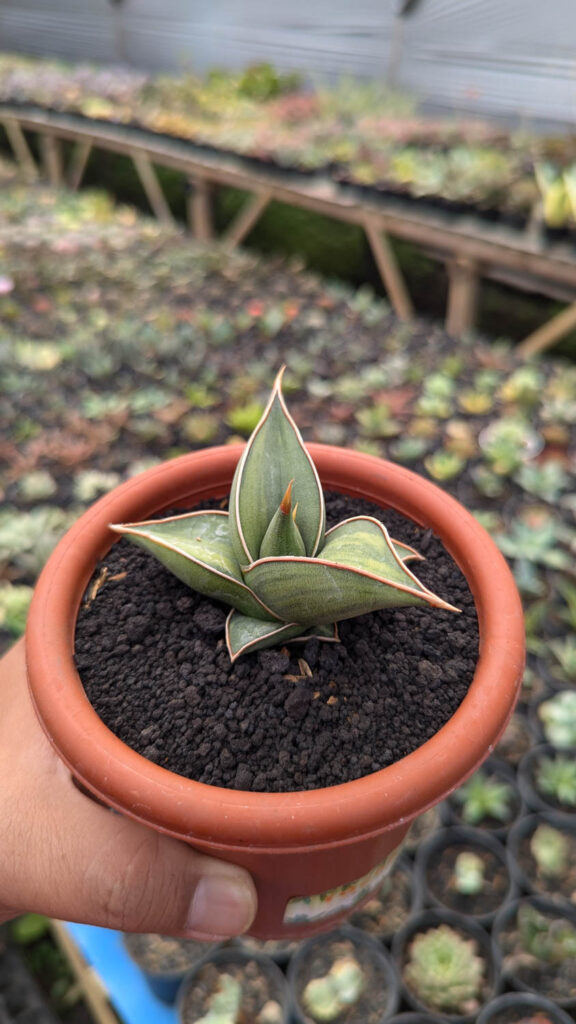 kaktus.id
