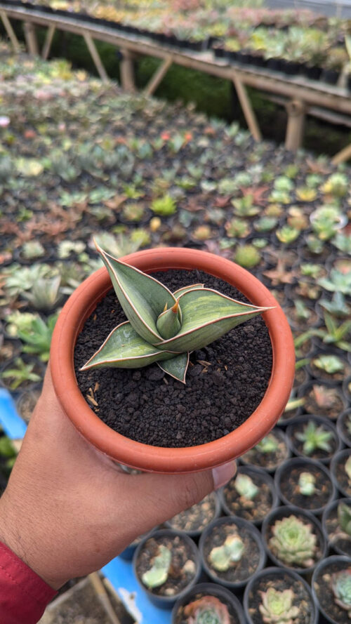 Sansevieria Black Pinguicula, real gallery image #4 plants. Picture taken directly from kaktus.id community Sansevieria farmer green houses.