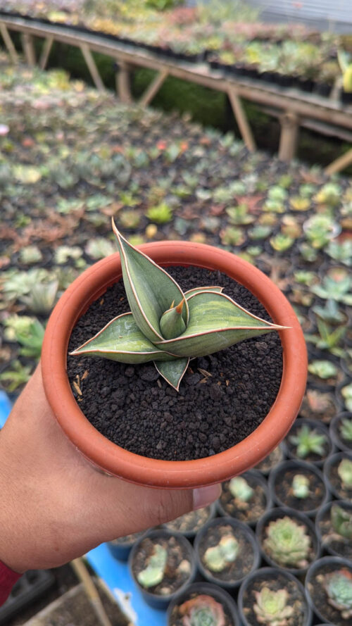 Sansevieria Black Pinguicula, real gallery image #6 plants. Picture taken directly from kaktus.id community Sansevieria farmer green houses.