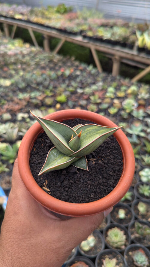 Sansevieria Black Pinguicula, real gallery image #11 plants. Picture taken directly from kaktus.id community Sansevieria farmer green houses.