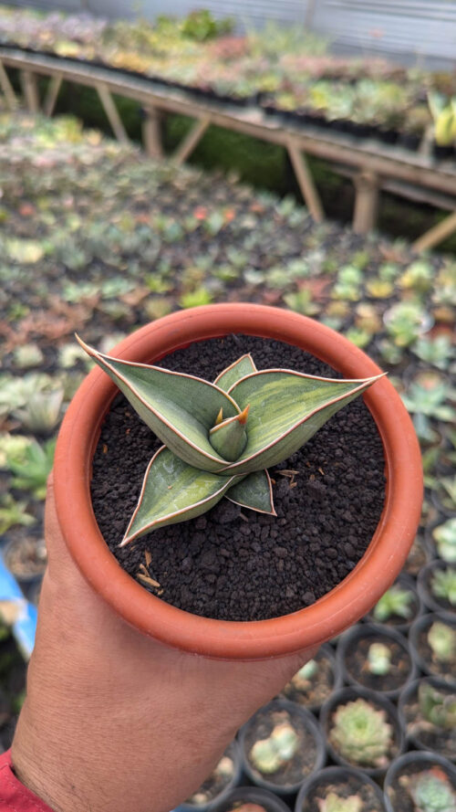 Sansevieria Black Pinguicula, real gallery image #12 plants. Picture taken directly from kaktus.id community Sansevieria farmer green houses.
