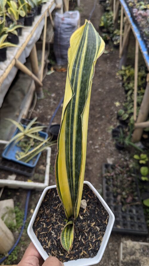 Sansevieria Malawi Midnight, real gallery image #6 plants. Picture taken directly from kaktus.id community Sansevieria farmer green houses.