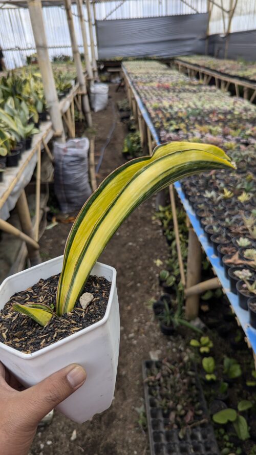 Sansevieria Malawi Midnight, real gallery image #8 plants. Picture taken directly from kaktus.id community Sansevieria farmer green houses.