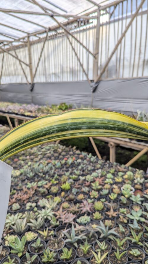Sansevieria Malawi Midnight, real gallery image #9 plants. Picture taken directly from kaktus.id community Sansevieria farmer green houses.