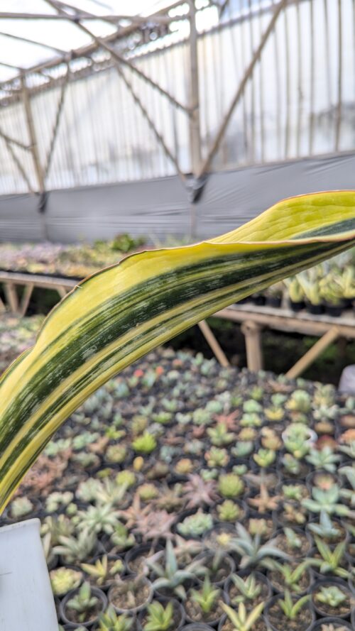 Sansevieria Malawi Midnight, real gallery image #2 plants. Picture taken directly from kaktus.id community Sansevieria farmer green houses.