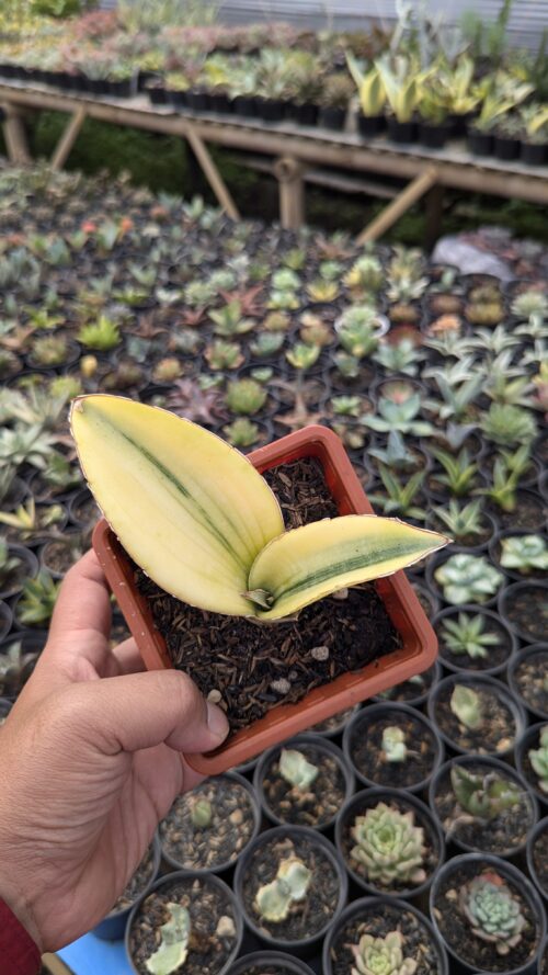 Sansevieria Giant Bat Variegated, real gallery image #2 plants. Picture taken directly from kaktus.id community Sansevieria farmer green houses.