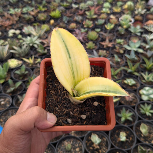 1219. Sansevieria Giant Bat Variegated
