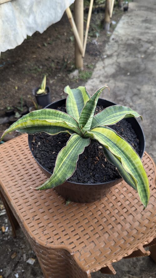 Sansevieria Morning Star Variegated 25 Cm, real gallery image #1 plants. Picture taken directly from kaktus.id community Sansevieria farmer green houses.