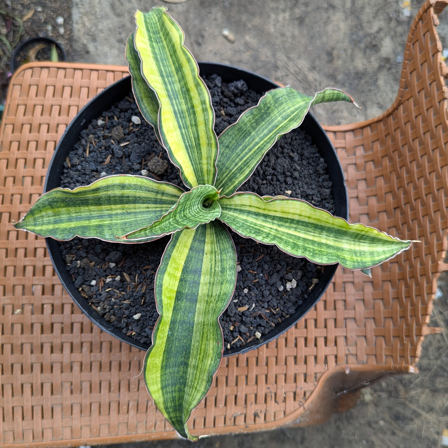 Sansevieria Morning Star Variegated 25 Cm, real feature image plant. Picture taken directly from kaktus.id community Sansevieria farmer green houses.