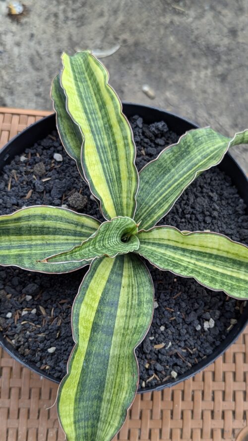 Sansevieria Morning Star Variegated 25 Cm, real gallery image #2 plants. Picture taken directly from kaktus.id community Sansevieria farmer green houses.