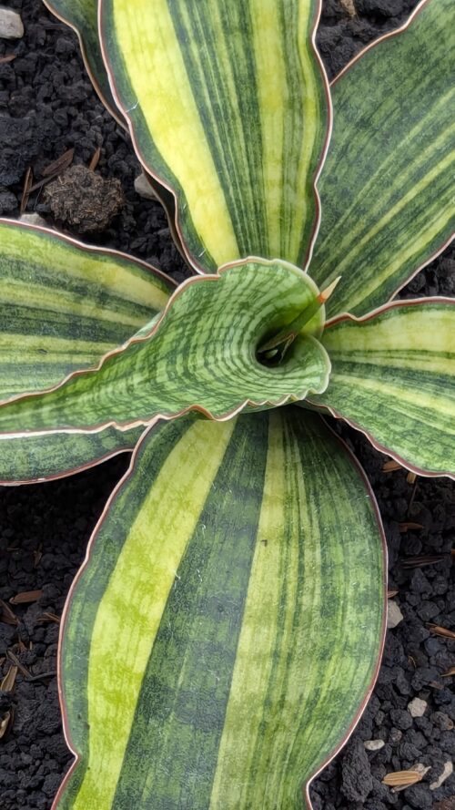 Sansevieria Morning Star Variegated 25 Cm, real gallery image #6 plants. Picture taken directly from kaktus.id community Sansevieria farmer green houses.