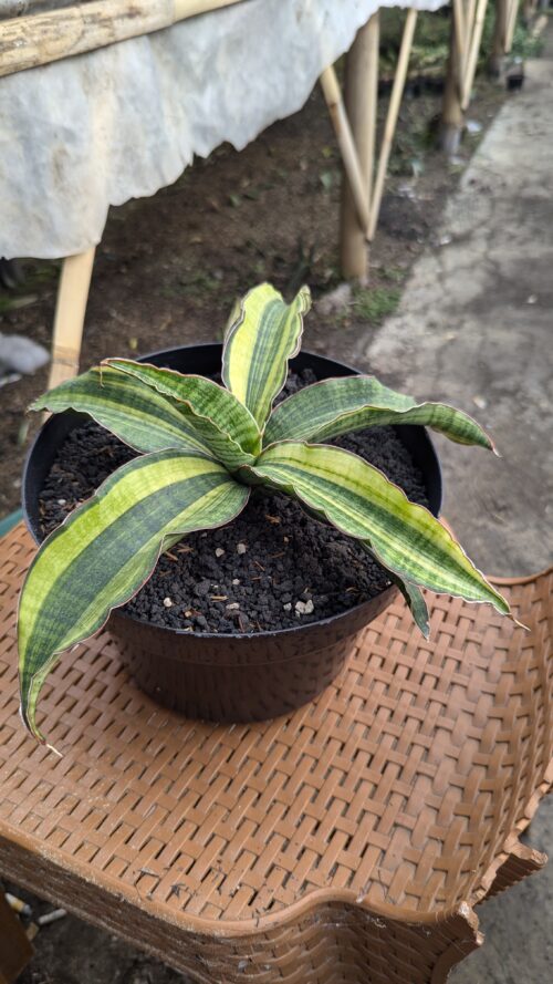 Sansevieria Morning Star Variegated 25 Cm, real gallery image #3 plants. Picture taken directly from kaktus.id community Sansevieria farmer green houses.