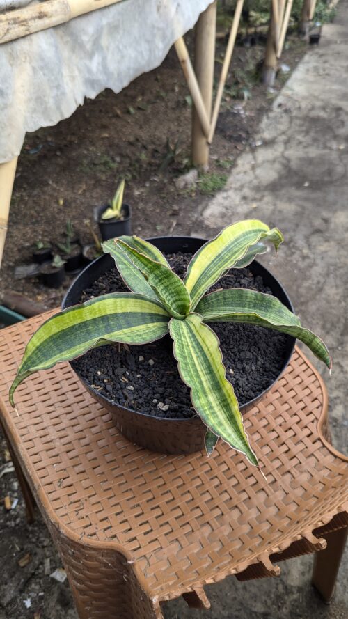 Sansevieria Morning Star Variegated 25 Cm, real gallery image #5 plants. Picture taken directly from kaktus.id community Sansevieria farmer green houses.