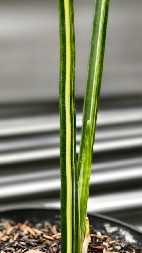 Sansevieria Pencil Variegated, real gallery image #2 plants. Picture taken directly from kaktus.id community Sansevieria farmer green houses.