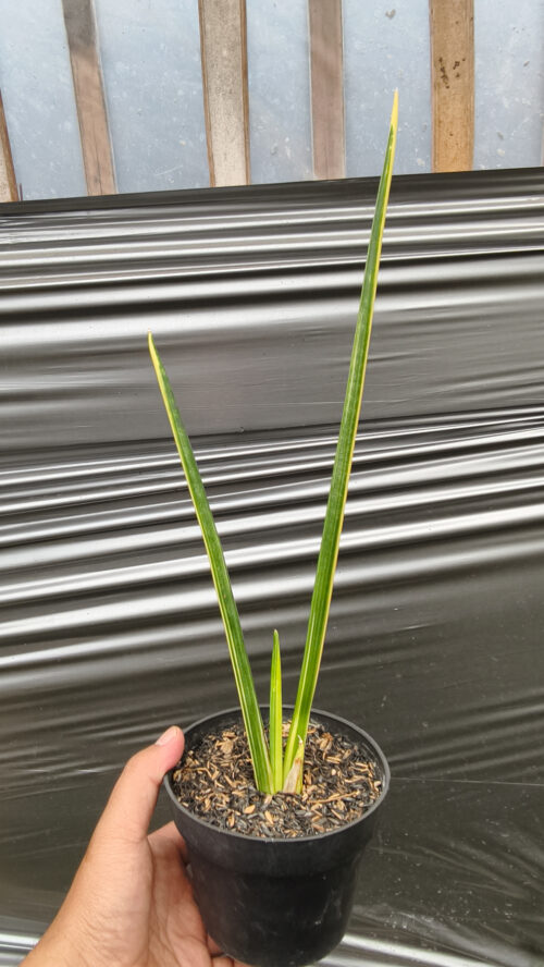Sansevieria Pencil Variegated, real gallery image #3 plants. Picture taken directly from kaktus.id community Sansevieria farmer green houses.