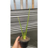 Sansevieria Pencil Variegated, real feature image plant. Picture taken directly from kaktus.id community Sansevieria farmer green houses.