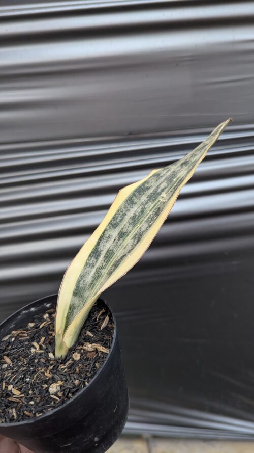 Sansevieria Kirkii Brown Variegated, real gallery image #1 plants. Picture taken directly from kaktus.id community Sansevieria farmer green houses.