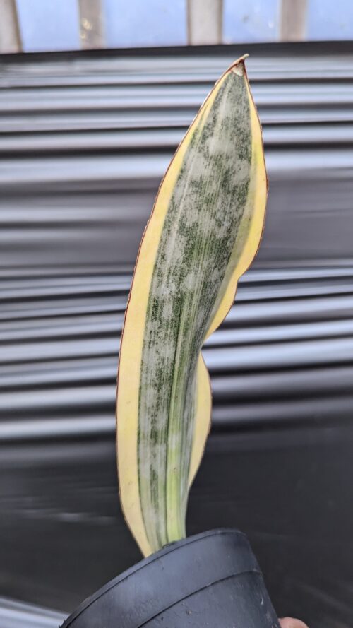 Sansevieria Kirkii Brown Variegated, real gallery image #2 plants. Picture taken directly from kaktus.id community Sansevieria farmer green houses.