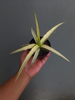 Sansevieria Midnight Fountain White Variegated, real gallery image #3 plants. Picture taken directly from kaktus.id community Sansevieria farmer green houses.