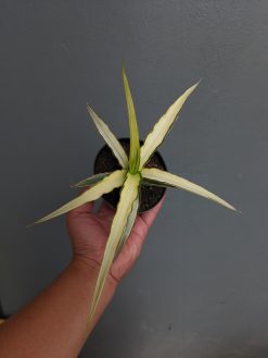 Sansevieria Midnight Fountain White Variegated, real gallery image #11 plants. Picture taken directly from kaktus.id community Sansevieria farmer green houses.