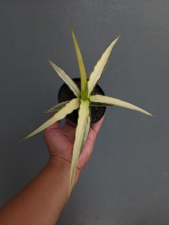 Sansevieria Midnight Fountain White Variegated, real gallery image #12 plants. Picture taken directly from kaktus.id community Sansevieria farmer green houses.